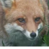 Fox Reacts 2