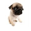 Friendly dogs 6