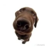 Friendly dogs 7