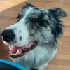 Dog_Grace_Collie 5