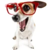 Friendly dogs 8