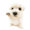 Friendly dogs 9