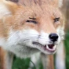 Fox Reacts 4