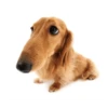 Friendly dogs 10