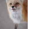 Fox Reacts 6