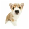 Friendly dogs 11