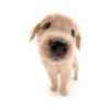Friendly dogs 12
