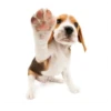 Friendly dogs 13