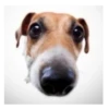 Friendly dogs 14