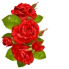 Flowers 6
