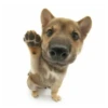 Friendly dogs 15