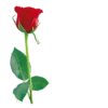 Flowers 8