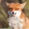 Fox Reacts 8