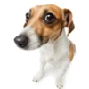 Friendly dogs 16