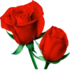 Flowers 9