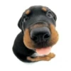 Friendly dogs 17