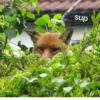 sup