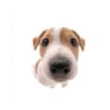 Friendly dogs 18