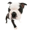 Friendly dogs 19