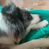 Dog_Grace_Collie 6