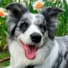 Dog_Grace_Collie 7