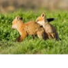 Fox Reacts 14