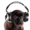 Friendly dogs 20