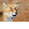 Fox Reacts 15