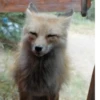 Fox Reacts 16
