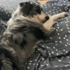 Dog_Grace_Collie 8