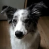 Dog_Grace_Collie 9