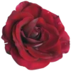 Flowers 12