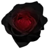 Flowers 13