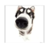 Friendly dogs 21
