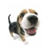 Friendly dogs 22