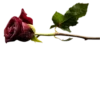 Flowers 15