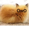 OwO