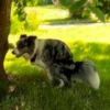 Dog_Grace_Collie 10