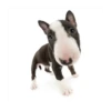 Friendly dogs 23