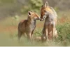 www.toakefiehraimond com