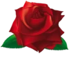 Flowers 16