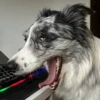 Dog_Grace_Collie 11