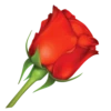 Flowers 17