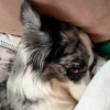 Dog_Grace_Collie 12