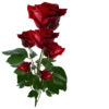 Flowers 19