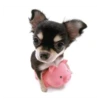 Friendly dogs 25