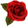 Flowers 20