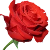 Flowers 21