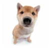 Friendly dogs 26