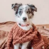 Dog_Grace_Collie 13